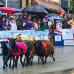 article image - Running of the Wools